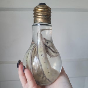 May include: A preserved snake in a clear glass light bulb with a gold metal base. The snake is curled up inside the bulb, and the liquid inside the bulb is clear.