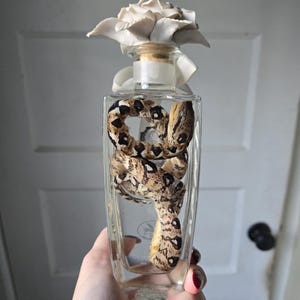 May include: A clear glass bottle with a snake inside, topped with a white flower and a cork stopper. The snake has a brown and black pattern. The bottle is held by a person.