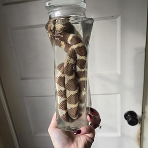 May include: A preserved snake in a clear glass jar with a lid. The snake has a brown and cream-colored pattern. The jar is held up against a white door.