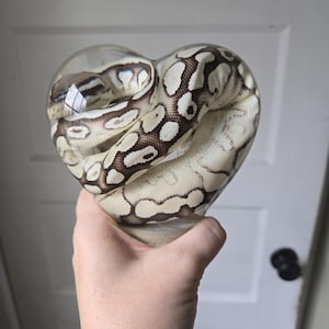 May include: A ball python coiled inside a heart-shaped glass container. The snake has a pattern of cream and brown markings. The glass is clear, and the snake is the primary focus of the image.