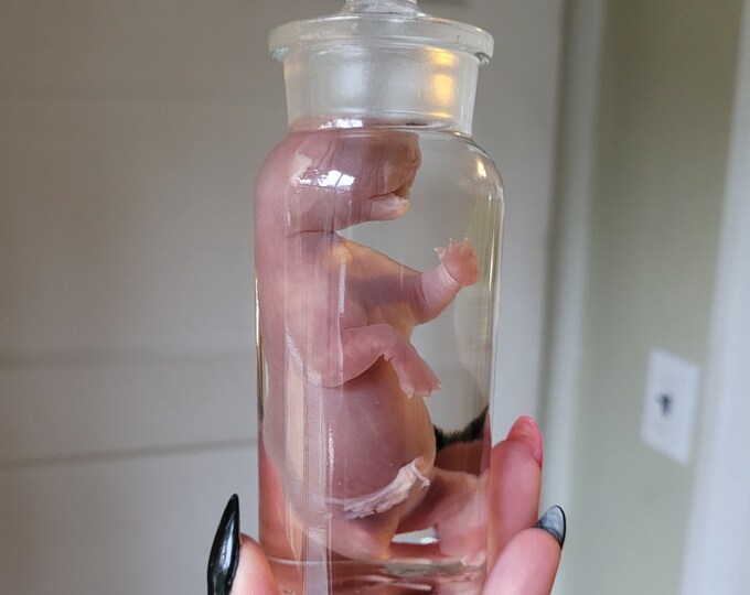 Fetal Bobcat Formalin Fixed Wet Specimen in an Antique Etsy