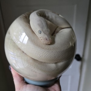 May include: A clear, spherical glass paperweight containing a preserved, coiled white snake. The snake has a pale, off-white scale pattern and is positioned in a circular formation within the transparent orb, which rests on a small, dark base.