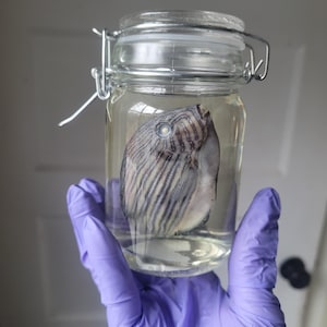 May include: A clear glass jar with a silver lid contains a preserved fish with black and white stripes. The jar is being held by a gloved hand.