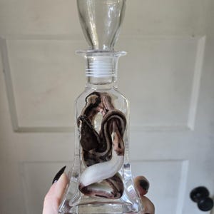 May include: A clear glass decanter with a matching stopper containing a preserved snake specimen. The snake has a patterned body with brown, black, and white scales coiled inside the transparent glass vessel, which features a square base.