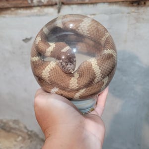 May include: A snake with brown and white stripes is curled up inside a clear glass sphere.