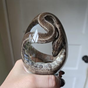 May include: A clear, egg-shaped resin sculpture containing a preserved brown and tan patterned snake coiled within the center. The smooth, transparent material encases the reptile, showcasing its detailed scales and natural coloration clearly.