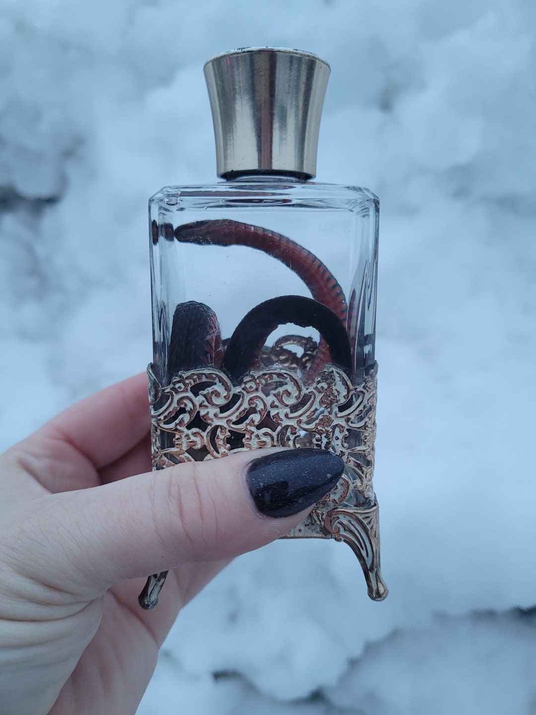 Rare Red-bellied Mud Snake Formalin Fixed Wet Specimen in a Vintage ...