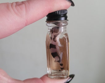 Tiny baby Leopard gecko wet specimen neck in a vintage medicine bottle. formalin fixed. taxidermy. Oddities. Curiosities. Lizard. Reptile