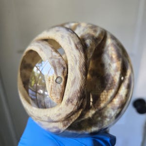 May include: A clear glass sphere containing a preserved snake with tan and brown mottled scales. The snake is coiled tightly inside the transparent orb, with its head visible near the center, showcasing detailed skin texture and a closed eye.