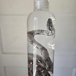 Red tail boa wet specimen snake Formalin fixed Reptile Taxidermy oddities curiosities