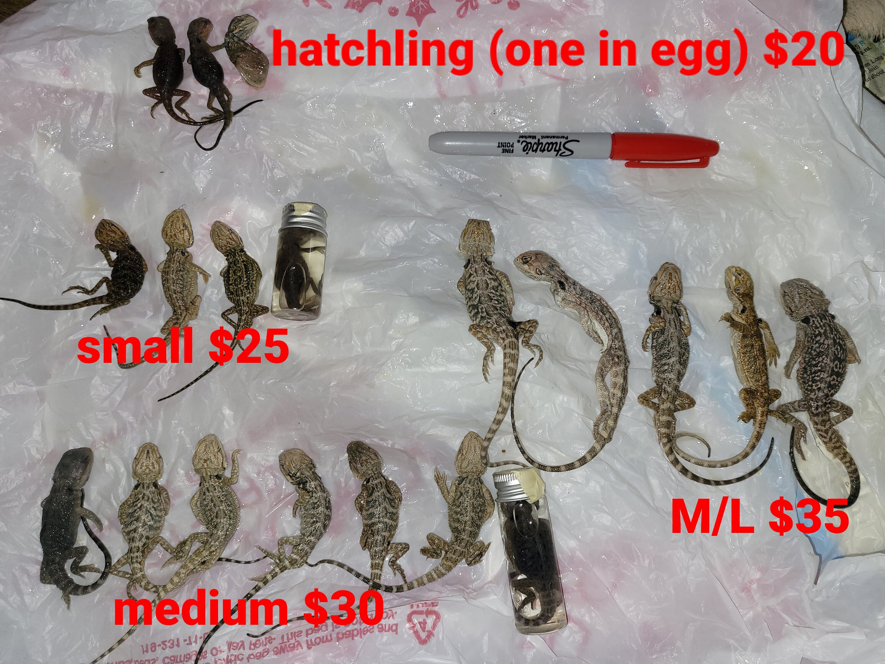 reptile black friday