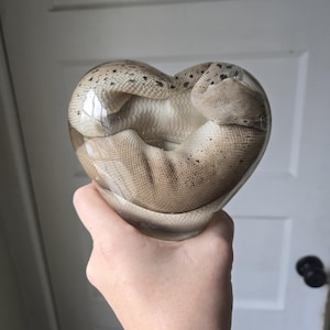May include: A heart-shaped glass sculpture containing a snake. The snake is tan with dark spots. The sculpture is held in a hand, with a white door and black doorknob in the background.