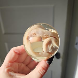 May include: A clear, spherical paperweight containing a preserved, pale-colored eel. The eel is curled inside the glass sphere, showcasing its form. The background is blurred, with a door and sunlight visible.