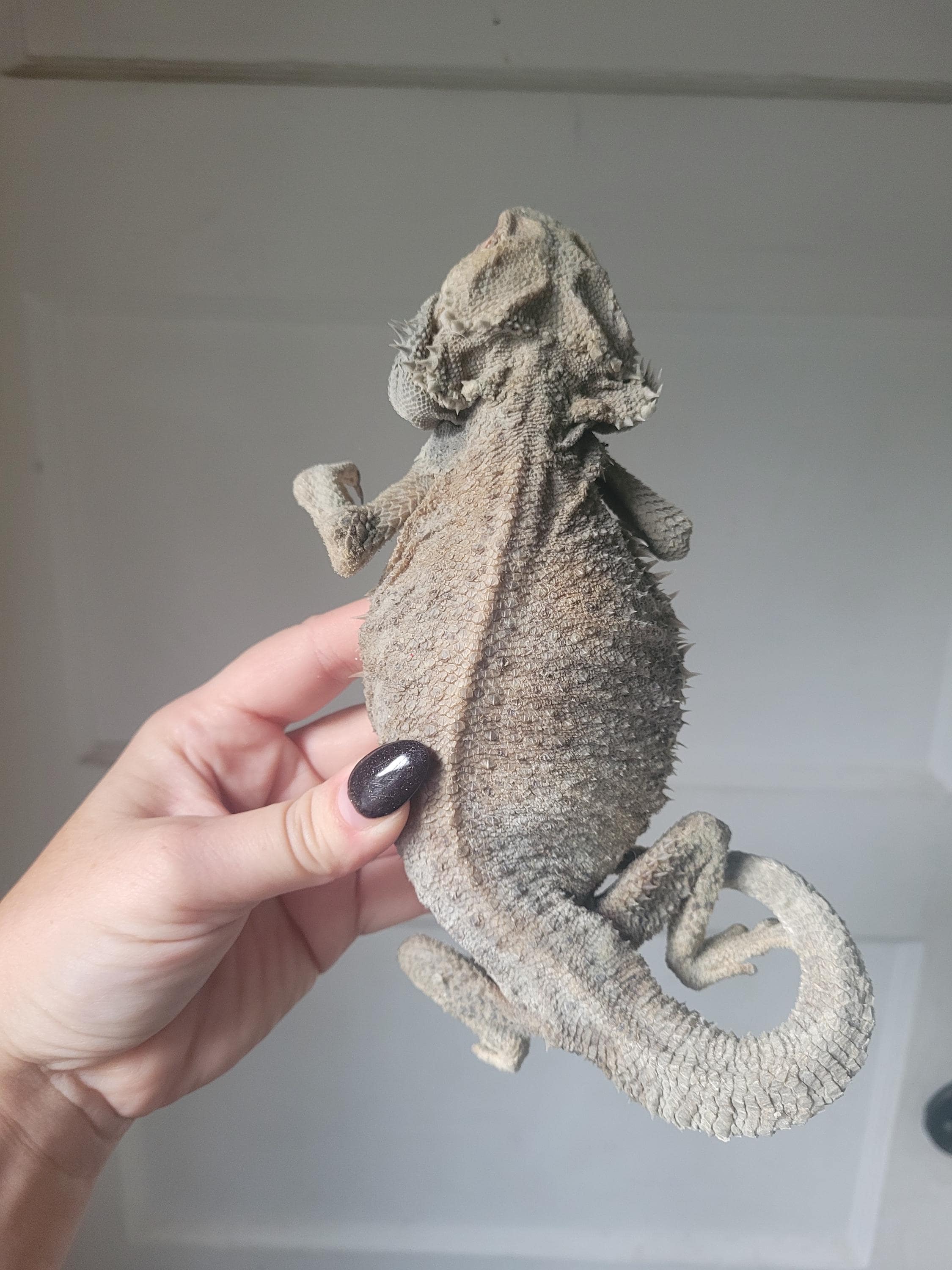 Mummified Bearded Dragon Taxidermy Oddities. Curiosities Reptile ...