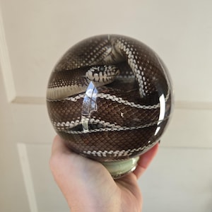 May include: A brown and white snake coiled inside a clear glass sphere. The snake's head is visible, with its eyes and scales clearly defined. The sphere is held in a person's hand.