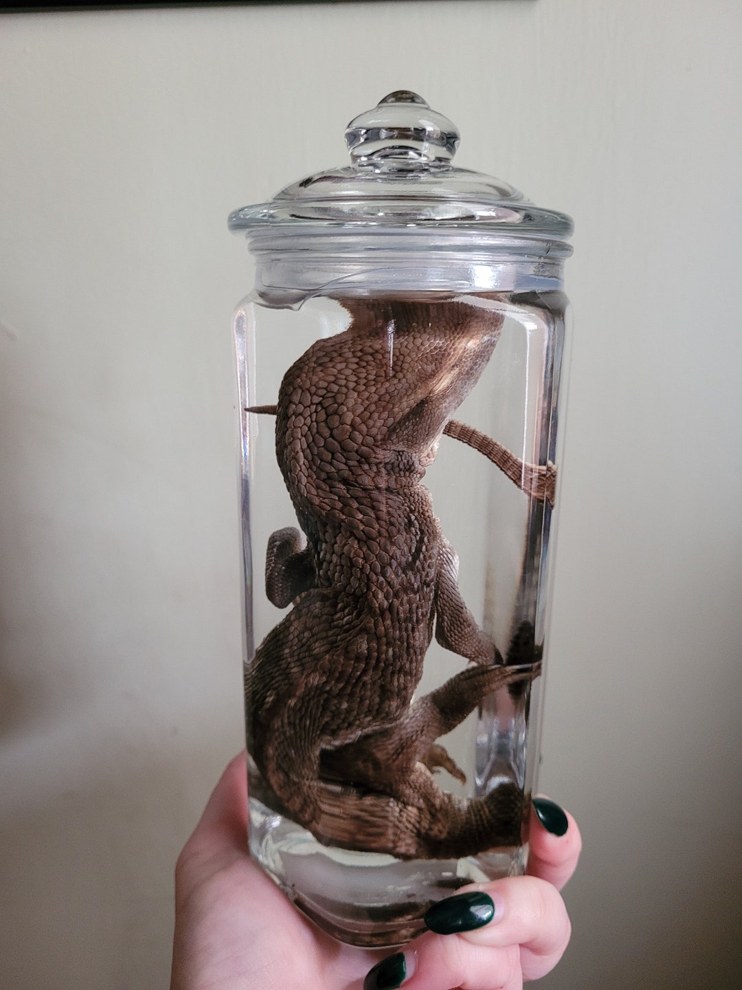 Savannah Monitor Formalin Fixed Wet Specimen. Lizard. Taxidermy ...