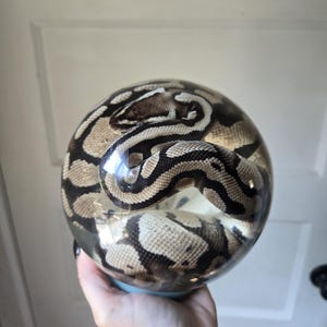 May include: A clear, spherical resin paperweight containing a preserved ball python. The snake features a distinct pattern of dark brown and tan scales coiled within the transparent orb, showcasing its natural markings in a smooth, glossy finish.