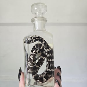 Kingsnake formalin fixed wet specimen in a vintage perfume bottle. Taxidermy oddities curiosities reptile snake.