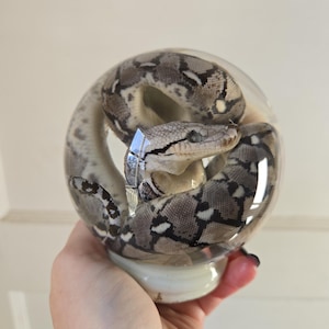 May include: A coiled snake encased in a clear glass sphere. The snake has a pattern of gray, brown, and white scales. The sphere sits on a white base, and the image is set against a plain white background.