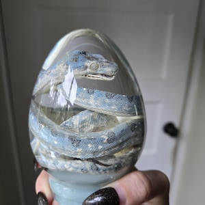 May include: A clear, egg-shaped resin paperweight containing a preserved blue and white snake coiled inside. The snake has a visible head with closed eyes and a patterned body with dark spots, fully encased within the smooth, transparent material.