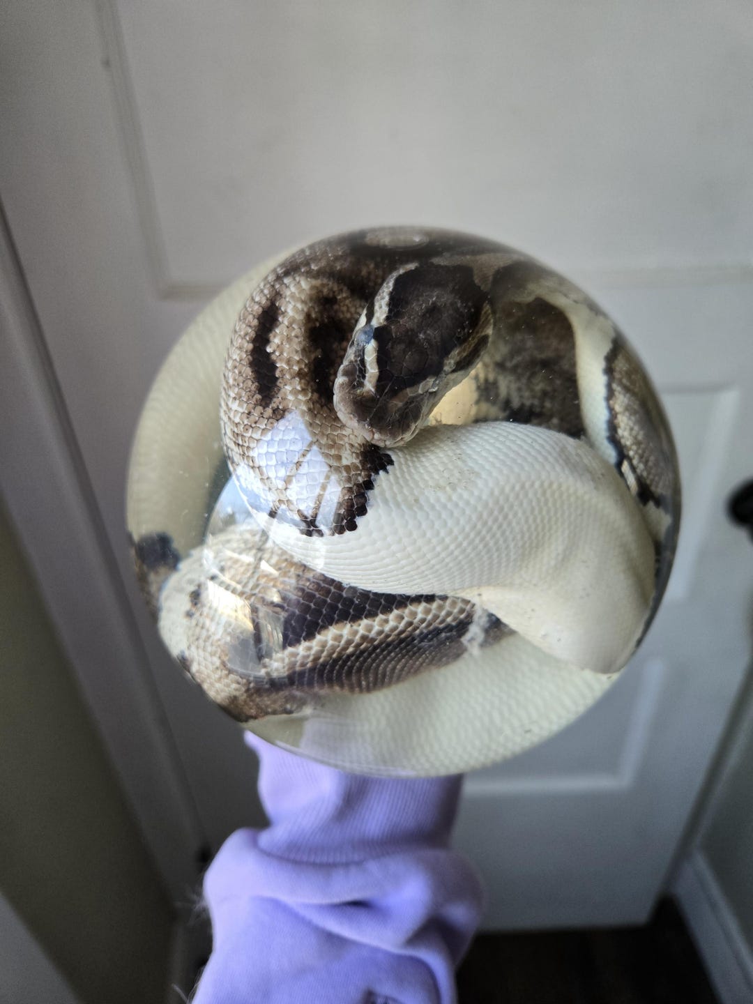 Adult Pied Ball Python Wet Specimen in a XL Vintage Snow Globe. Snake ...