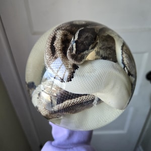 May include: A ball python snake encased in a clear, spherical resin. The snake has a pattern of brown and black markings on a cream-colored body. The resin sphere is held by a person wearing a purple sleeve.
