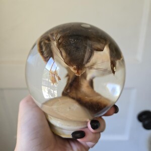 May include: A clear, spherical paperweight encasing a preserved sugar glider. The sugar glider is brown and white, with its head and body visible within the transparent resin. The base of the paperweight is a light tan color.
