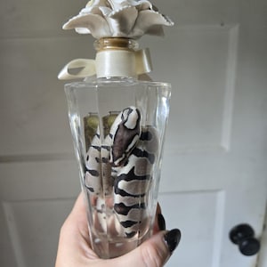 May include: A clear glass bottle with a faceted body containing a small snake with a black and white patterned skin. The bottle is topped with a white ceramic flower stopper and features a cream-colored ribbon tied around the neck of the bottle.