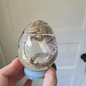 Young hypo leatherback bearded dragon formalin fixed wet specimen in an egg snow globe. Reptile Lizard taxidermy. oddities. curiosities