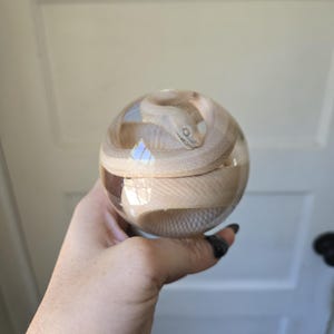 May include: A clear, spherical resin paperweight containing a coiled, light beige snake. The snake is positioned in the center of the transparent sphere, showing its scales and head clearly through the smooth, polished surface of the resin.