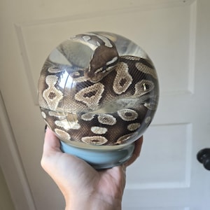 May include: A clear spherical paperweight containing a preserved ball python with brown and tan patterned scales. The sphere is mounted on a light blue circular base, showcasing the snake coiled within the transparent resin material.