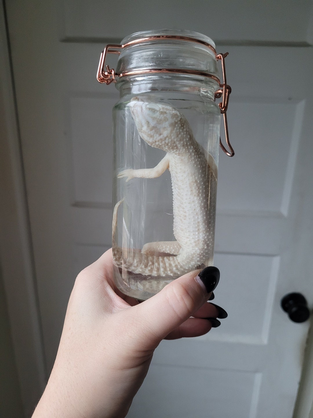 Adult Albino Leopard Gecko Wet Specimen. Formalin Fixed. Taxidermy