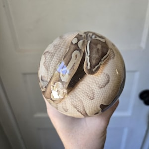 May include: A clear, spherical resin paperweight containing a preserved ball python. The snake has a light cream-colored body with tan, irregular blotched patterns and a distinct head shape visible through the smooth, transparent surface.