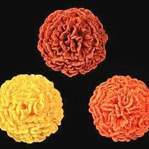 May include: Three marigold flowers in different shades of orange and yellow. The flowers are fully bloomed and have a ruffled appearance.