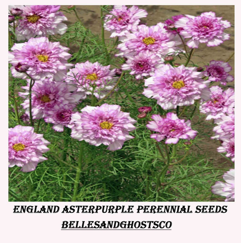 50 Double Dutch Rose Cosmos Flower Seeds Organic Cosmos - Etsy