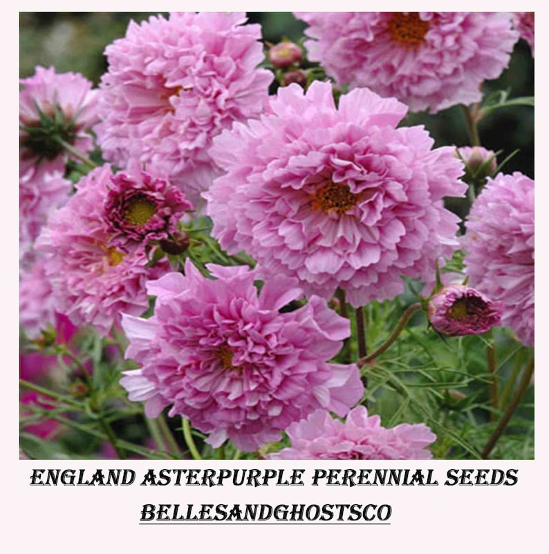 50 Double Dutch Rose Cosmos Flower Seeds Organic Cosmos - Etsy