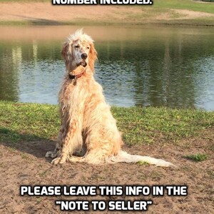 May include: A white and brown dog sitting on the ground near a pond. The text "PET'S FIRST NAME AND ONE PHONE NUMBER INCLUDED. PLEASE LEAVE THIS INFO IN THE "NOTE TO SELLER" BOX AT CHECKOUT." is displayed on the image.