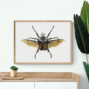 Winged Goliath beetle watercolour print