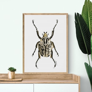 Watercolour Goliath beetle print A3