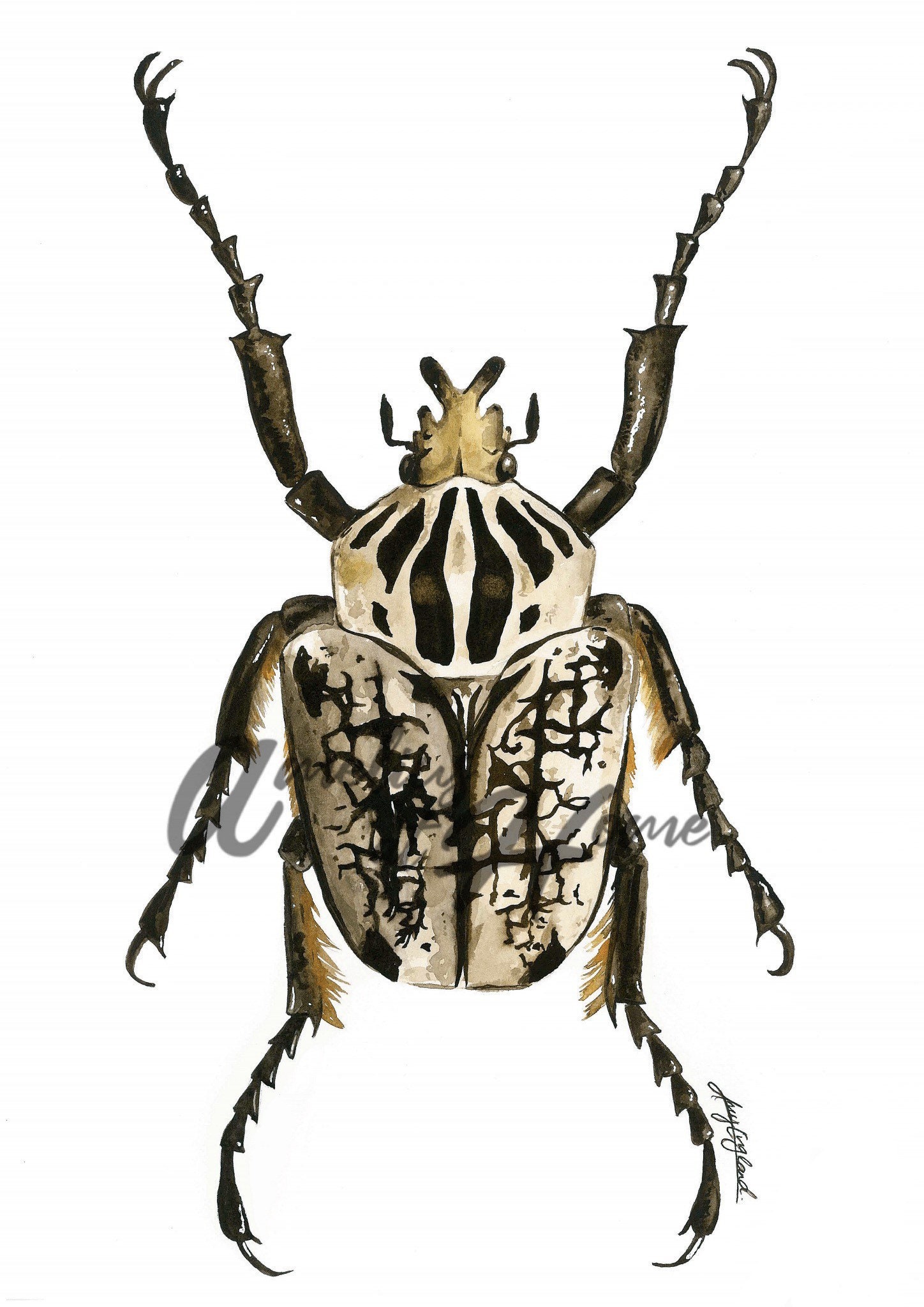 Watercolour Goliath Beetle Print A3 - Etsy