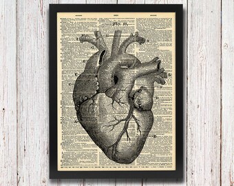 Heart Anatomy Diagram Black and White Dictionary Art