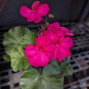 May include: A vibrant geranium plant featuring multiple bright magenta flowers with five rounded petals each. The plant has several large, scalloped, light green leaves with visible veins, and a small, unopened flower bud is visible.