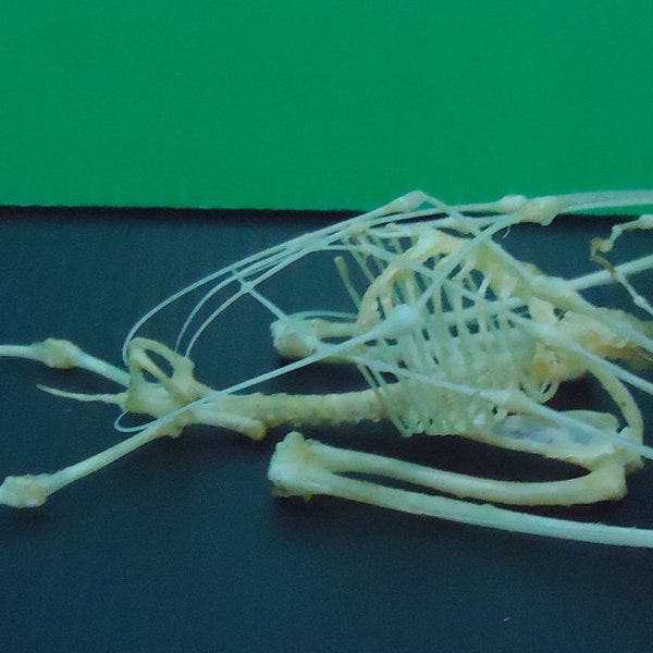 real bat skeleton rousettus leschenaulti taxidermy
