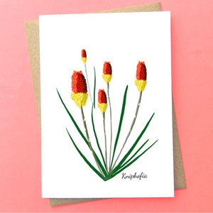 Red Hot Poker (Kniphofia) Botanical Greeting Card