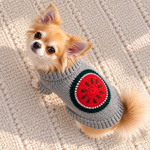 Puede incluir: Un perro pequeño de pelo largo con pelaje color canela y blanco lleva puesto un suéter de punto gris. El suéter presenta un motivo circular de sandía tejido a ganchillo en la espalda, con un centro rojo, borde verde oscuro y semillas marrones.