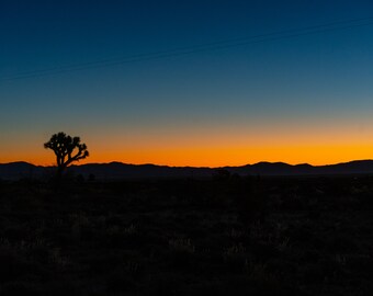 Joshua Tree