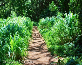 Velociraptor Meadow - Fine Art Photo - Hawaii - Tropical - Jurassic Park - Humor - Gifts for Guys - Home Decor, Office Decor - Man Cave -