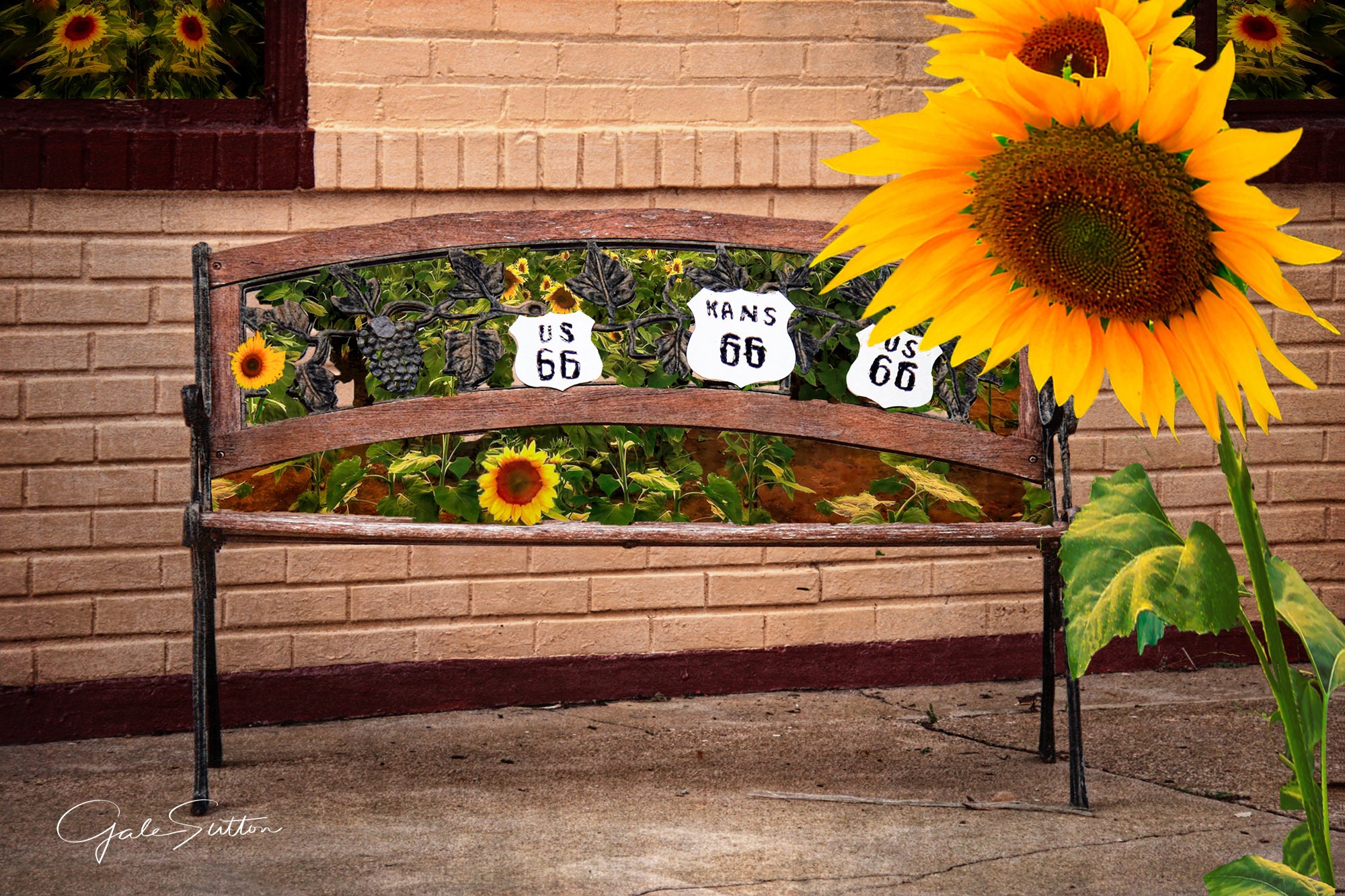 Kansas Sunflowers, Route 66, Kansas Rt 66, Fine Art Photo