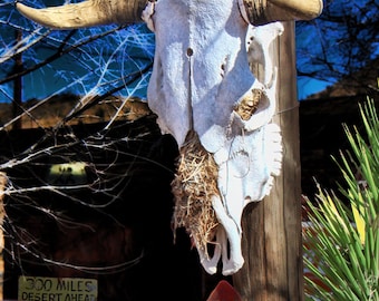 Route 66 Photo, Vintage Roadside, Southwest, Fine Art Photo, Americana, Retro, Animal Skull, Art for Walls, Blue, White, Tans, Gift for Guys