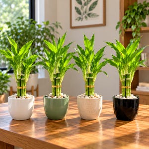 Live Lucky Bamboo Plant, Ceramic Pot, Feng Shui Desk Decor (3 Stalks)